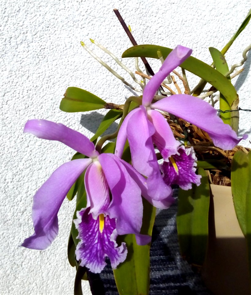 Location: Warsaw, Poland; my own plant