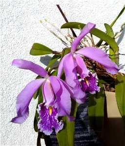 Location: Warsaw, Poland; my own plant
