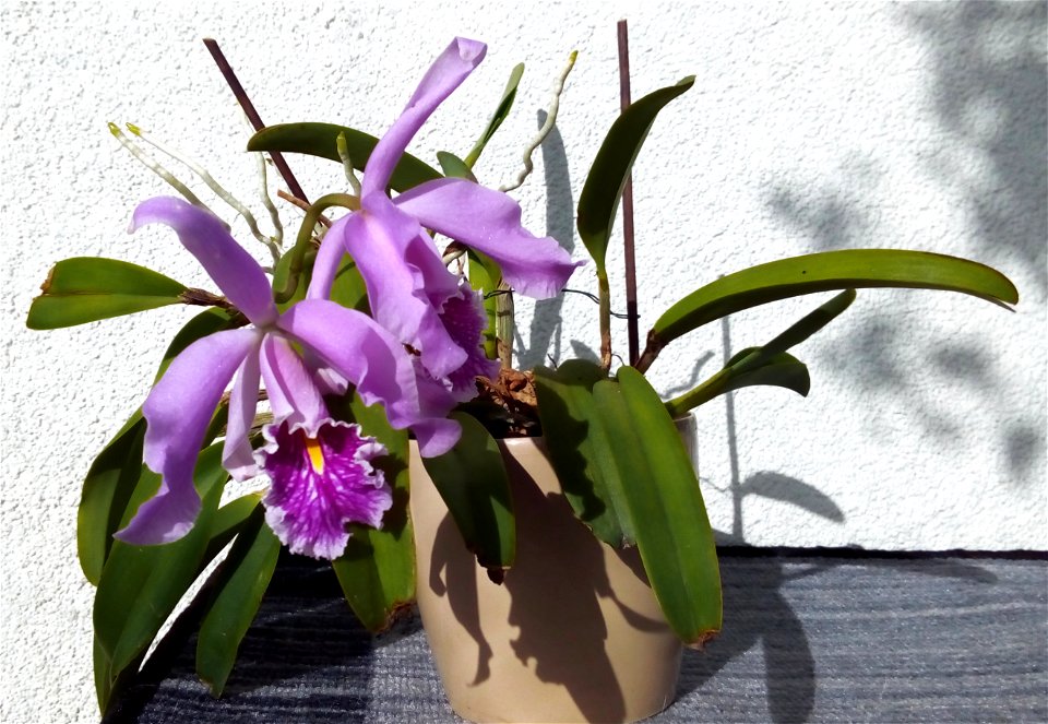 Location: Warsaw, Poland; my own plant