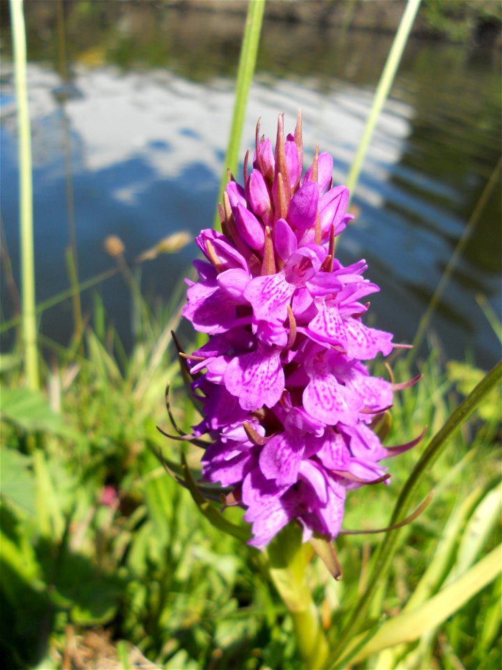 Southern Marsh Orchid (Dactylorhiza praetermissa) by the Bridgewater Canal in Trafford Park, Manchester.