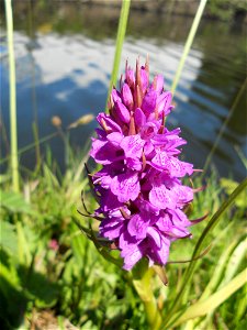 Southern Marsh Orchid (Dactylorhiza praetermissa) by the Bridgewater Canal in Trafford Park, Manchester.