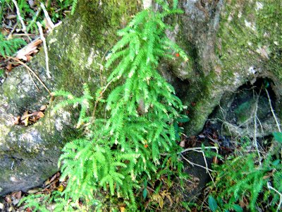 Asparagus scandens growing in Newlands Forest. Cape Town.