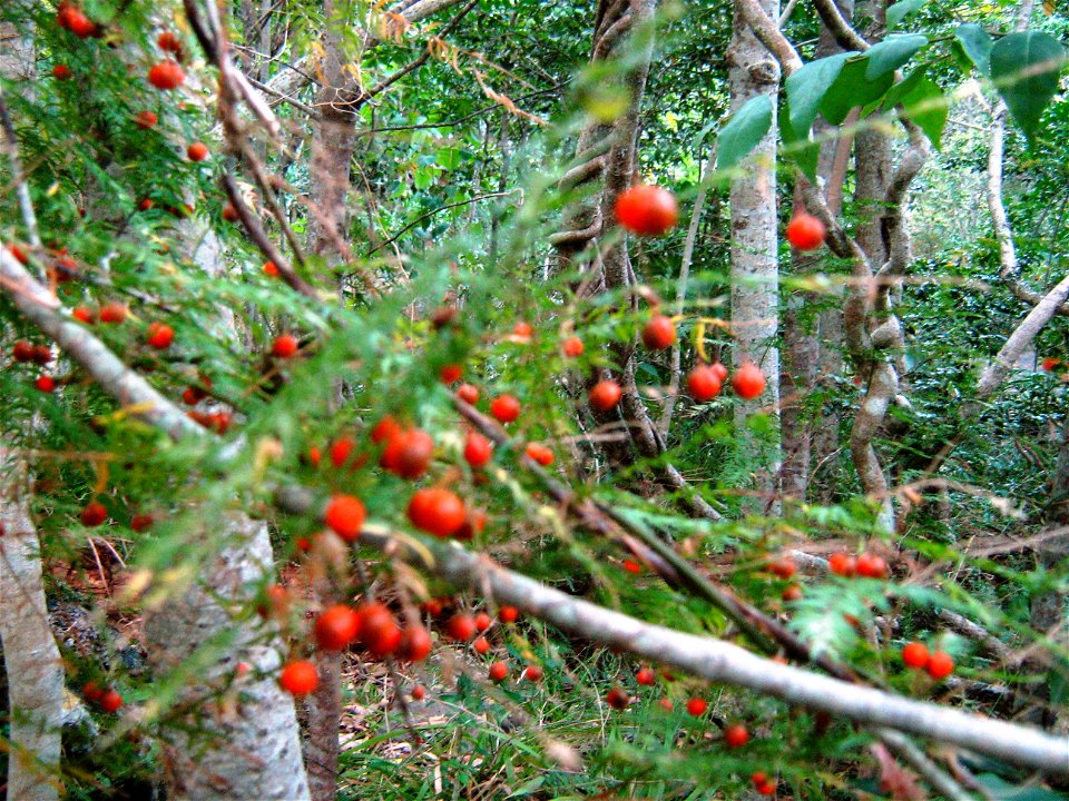 Asparagus scandens. Newlands forest. Indigenous forest section.