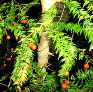 Asparagus scandens. Creeper. Berries detail.