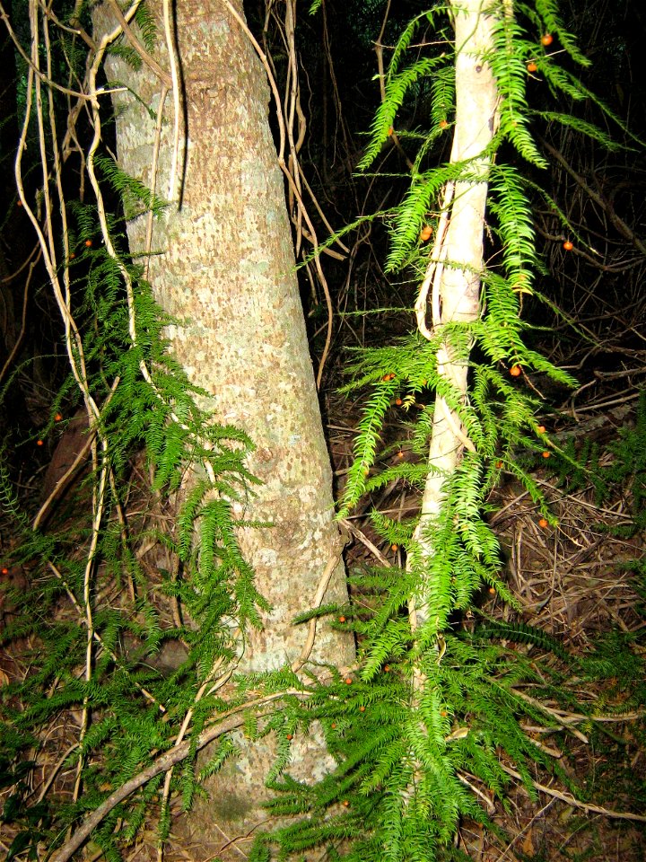 Asparagus scandens creeper growing in Newlands forest. Cape Town.