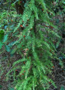 Asparagus scandens creeper.