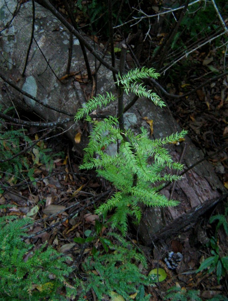 Asparagus scandens creeper growing up sticks in Newlands Forest.