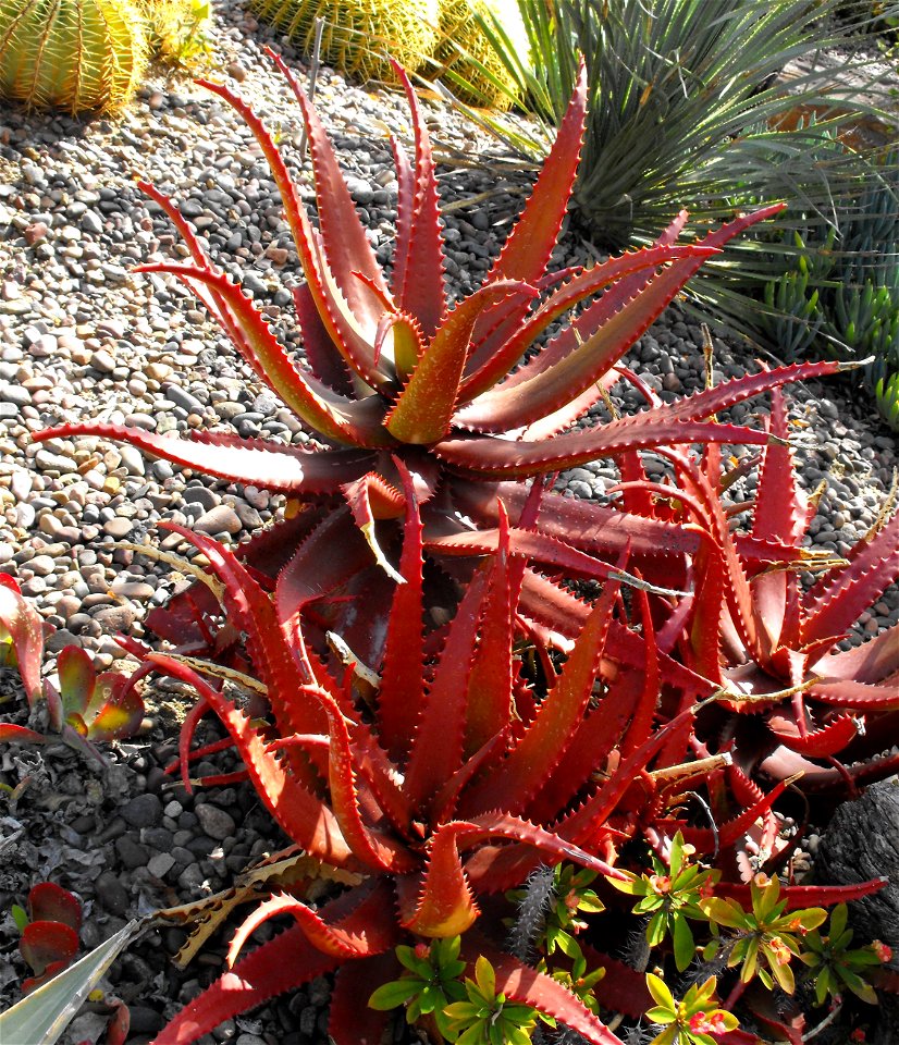 Aloe cameronii in the Water Conservation Garden at Cuyamaca College, El Cajon, California, USA. Identified by sign.
