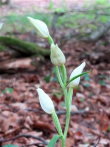 Weißes Waldvöglein (Cephalanthera damasonium) im Naturschutzgebiet Badstube