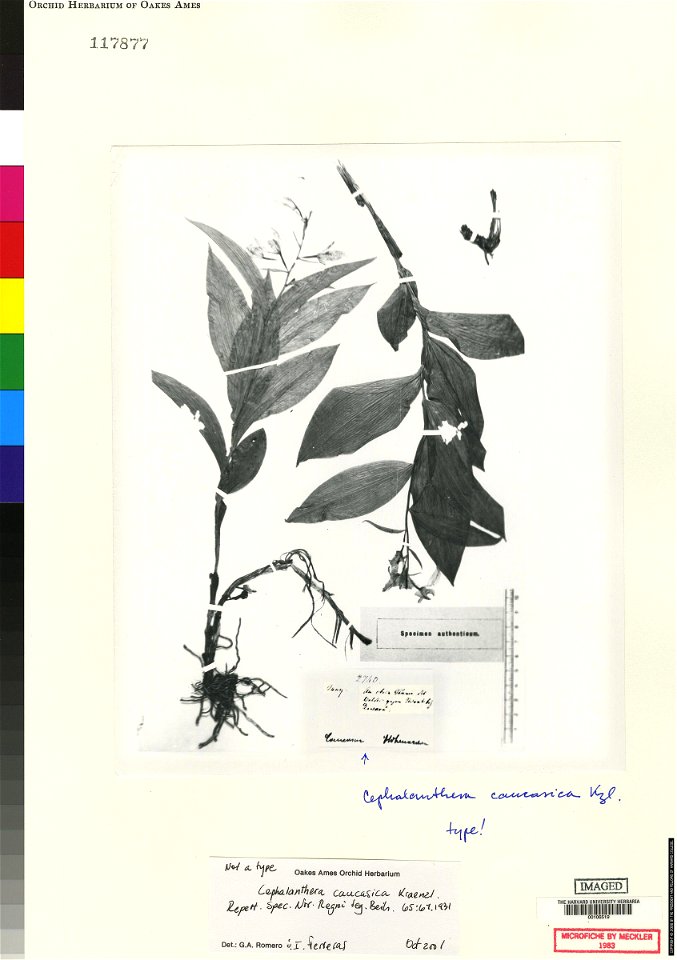 Spécimen d'herbier de Cephalanthera caucasica.