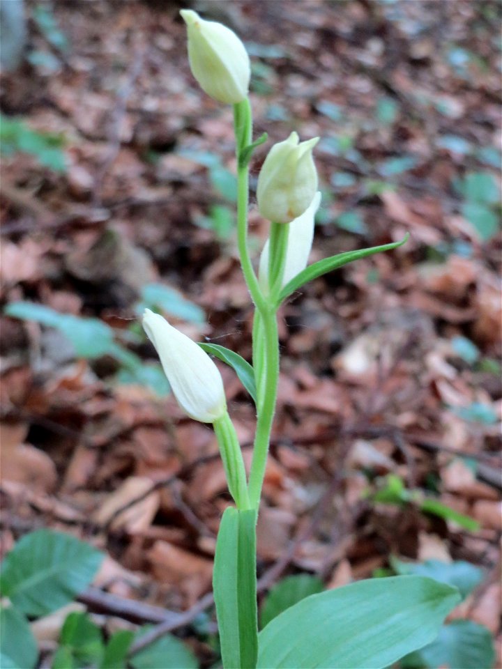 Weißes Waldvöglein (Cephalanthera damasonium) im Naturschutzgebiet Badstube