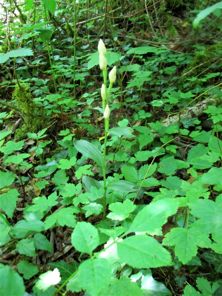 Weißes Waldvöglein (Cephalanthera damasonium) im Naturschutzgebiet „Birzberg, Honigsack/Kappelberghang“