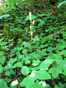 Weißes Waldvöglein (Cephalanthera damasonium) im Naturschutzgebiet „Birzberg, Honigsack/Kappelberghang“
