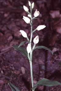 Cephalanthera damasonium in Unterfranken