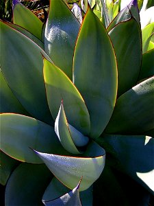 This is a photo of Agave celsii taken at the University of California, Berkeley Botanical Garden by myself. More comments about the picture can be found at Dusky Shutterflies