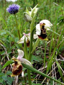 Ophrys fuciflora, limestone pasture, Nismes (Belgium)