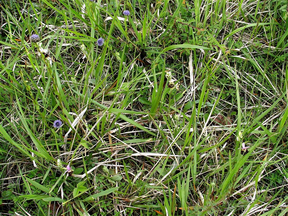 Ophrys fuciflora, limestone pasture, Nismes (Belgium)

Author: Johan Neegers
