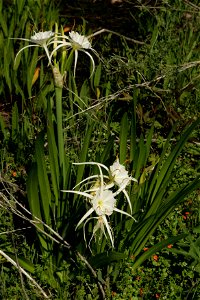 Image title: Spider lily plant Hymenocallis liriosme with leaves and several flowers Image from Public domain images website, http://www.public-domain-image.com/full-image/flora-plants-public-domain-i photo