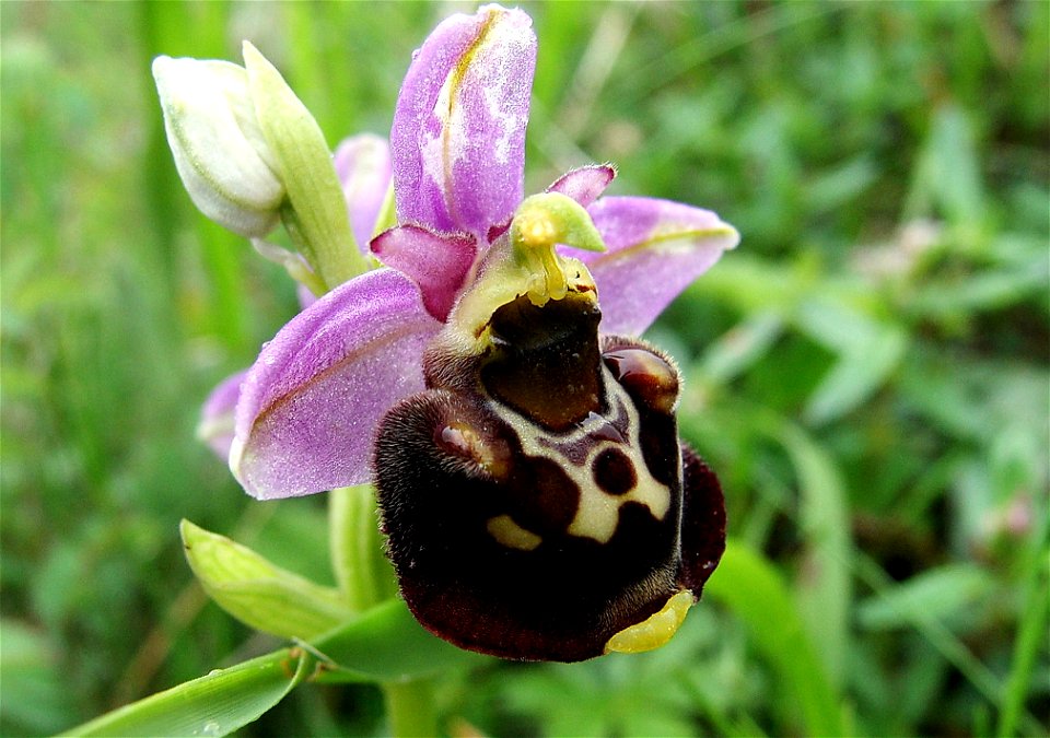 Ophrys fuciflora, limestone pasture, Nismes (Belgium)