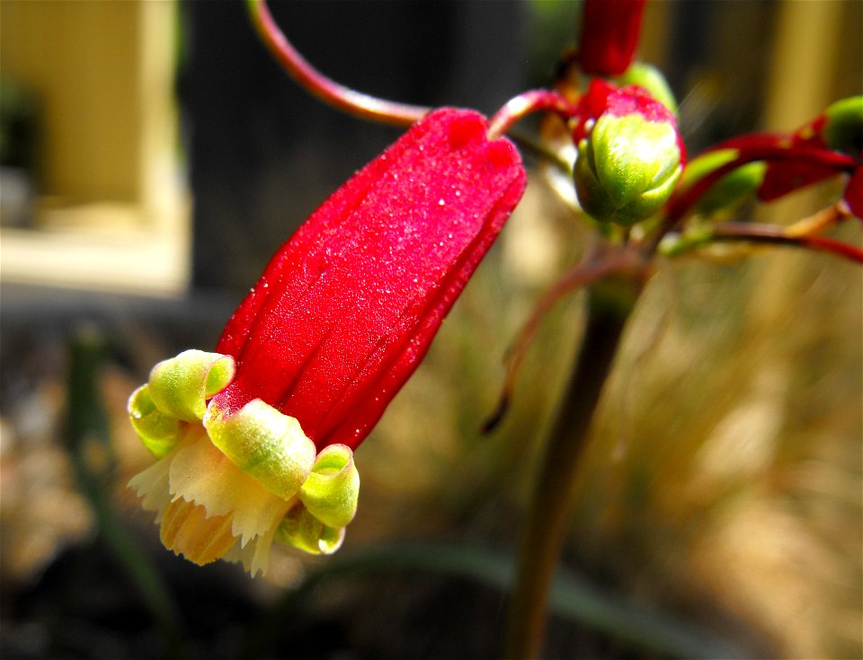 — at Rancho Santa Ana Botanic Garden in Claremont, California, USA. 
Identified by sign.