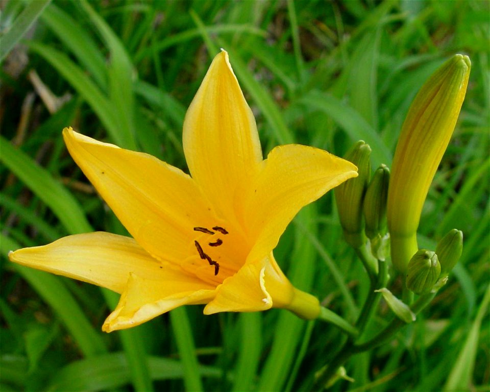 Hemerocallis esculenta seen in Mount Bessan, Ryōhaku Mountains, Japan.