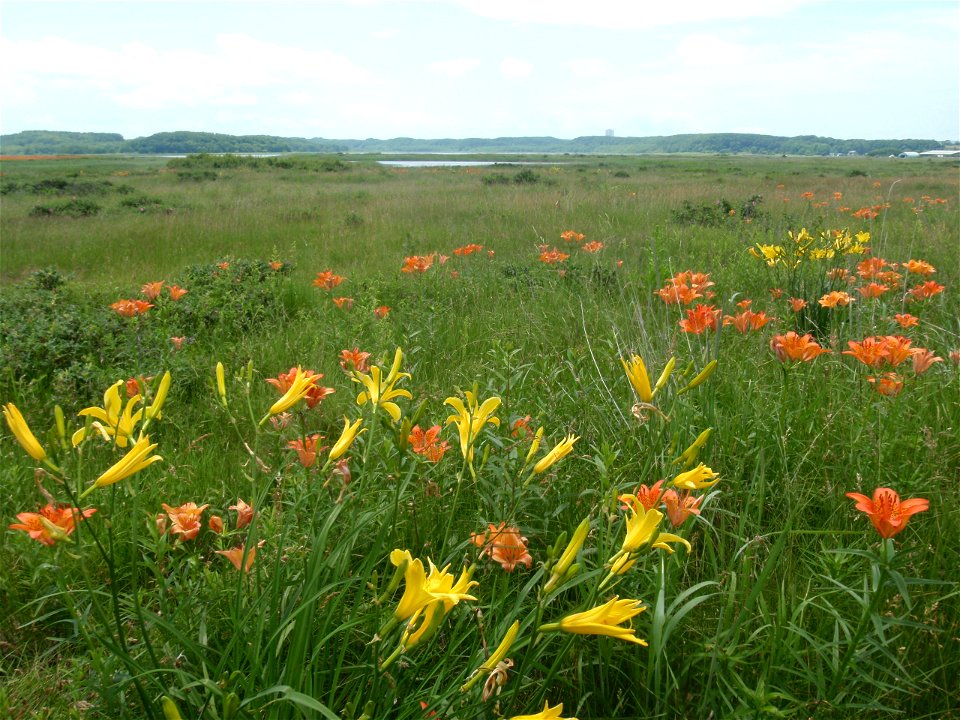 Hemerocallis esculenta(yellow) and Lilium pensylvanicum (orange) at Koshimizu Genseikaen in Hokkaido, Japan