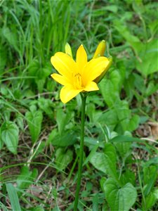Hemerocallis middendorfii var. esculenta f. musashiensis(Mt. Sengen)