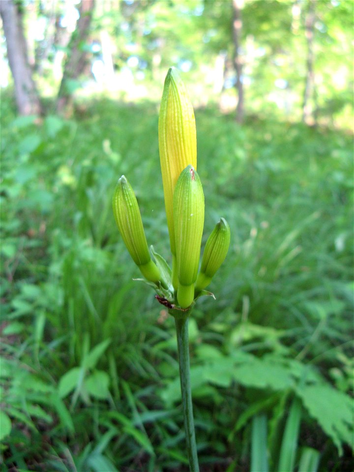 Hemerocallis middendorfii var. esculenta f. musashiensis(Mt. Sengen)