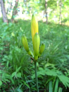 Hemerocallis middendorfii var. esculenta f. musashiensis(Mt. Sengen)
