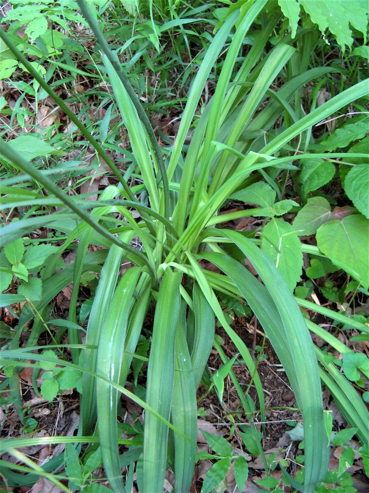 Hemerocallis middendorfii var. esculenta f. musashiensis(Mt. Sengen)