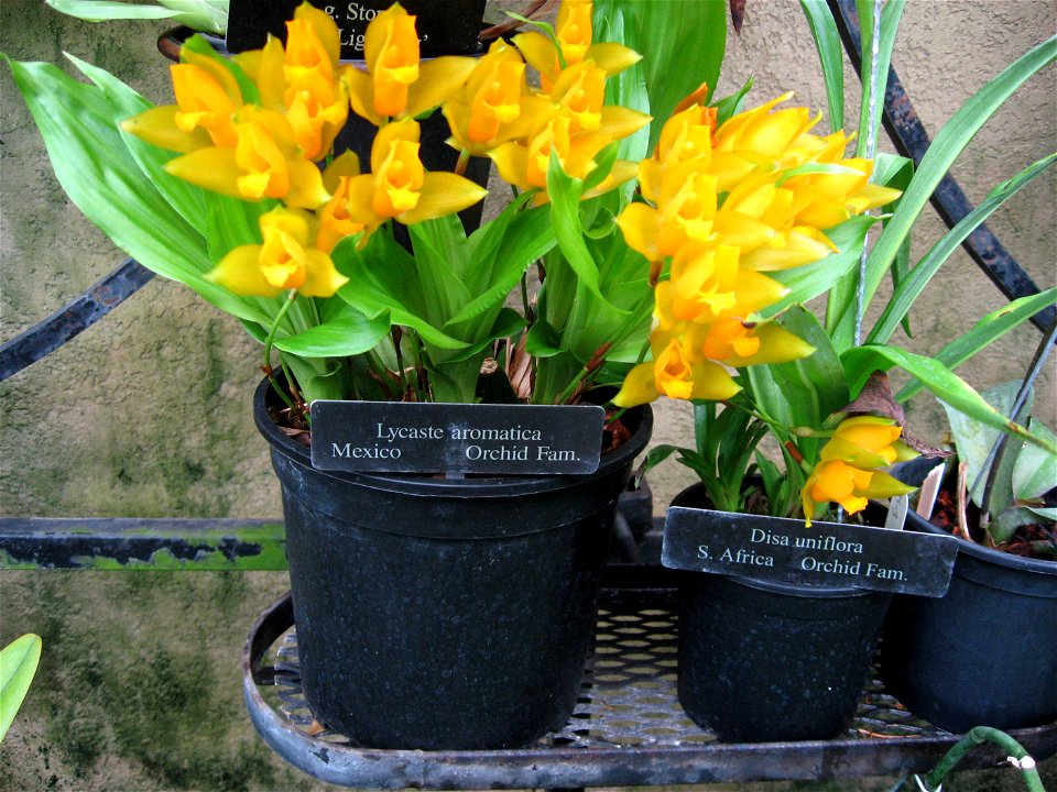 A picture of Lycaste aromatica.
