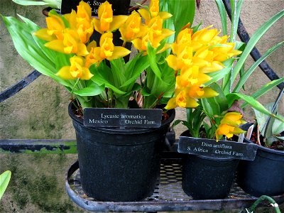 A picture of Lycaste aromatica.