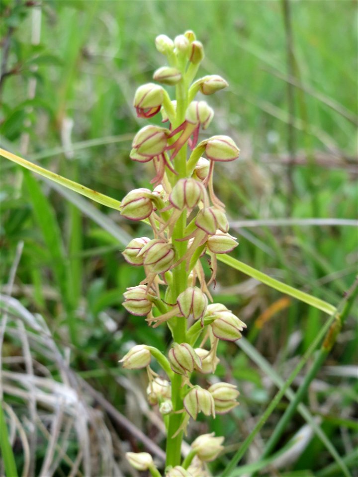 Ohnhorn (Orchis anthropophora) im Naturschutzgebiet Badstube