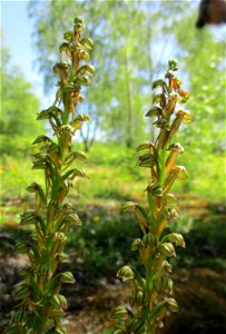 "Hängender Mensch", Ohnhorn (Orchis anthropophora) im Naturschutzgebiet „Birzberg, Honigsack/Kappelberghang“