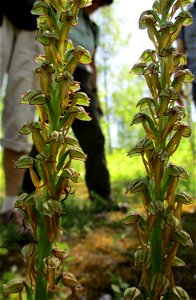 "Hängender Mensch", Ohnhorn (Orchis anthropophora) im Naturschutzgebiet „Birzberg, Honigsack/Kappelberghang“