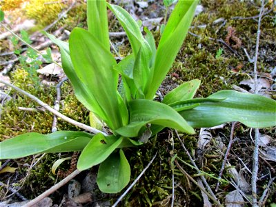 "Hängender Mensch", Ohnhorn (Orchis anthropophora) im Naturschutzgebiet „Birzberg, Honigsack/Kappelberghang“