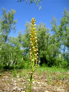 "Hängender Mensch", Ohnhorn (Orchis anthropophora) im Naturschutzgebiet „Birzberg, Honigsack/Kappelberghang“