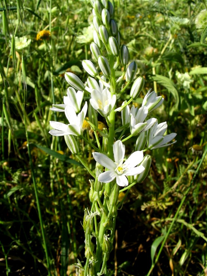 Ornithogalum narbonense - image taken on 12 April 2004, on the slopes of Mount Carmel, en:Israel.