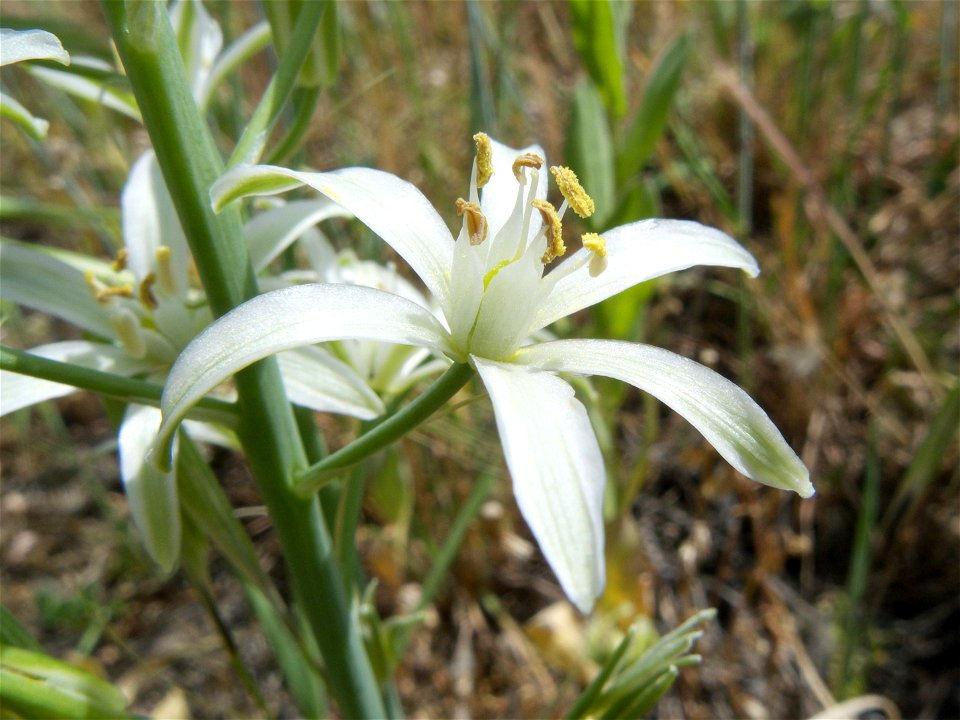 Ornithogalum narbonense (Hyacinthaceae, Asparagales). Madrid, España.