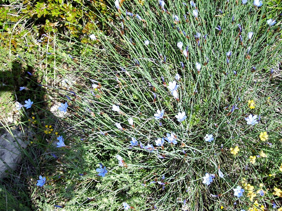 Image:Jonça_12_maig__2006_046.jpg Jonceda de castelltallat d'Aphyllanthes monspeliensis L.