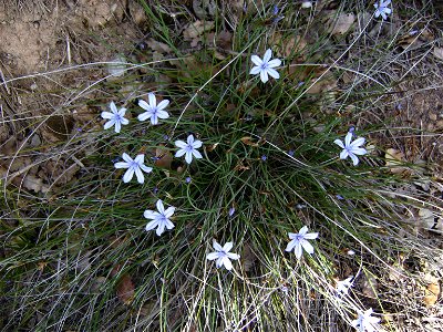 Aphyllantes monspeliensis flowering, Castelltallat, Catalonia