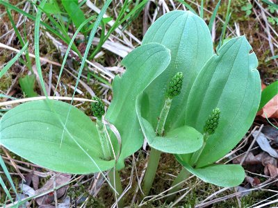 Großes Zweiblatt (Neottia ovata) im Naturschutzgebiet "St. Arnualer Wiesen"