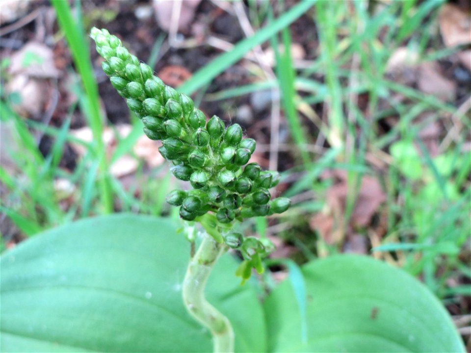 Großes Zweiblatt (Neottia ovata) im Naturschutzgebiet "St. Arnualer Wiesen"