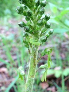 Großes Zweiblatt (Neottia ovata) im Naturschutzgebiet "St. Arnualer Wiesen"
