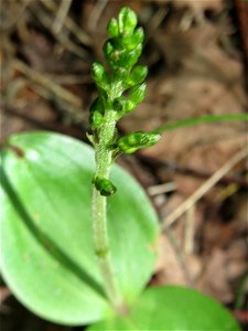 Großes Zweiblatt (Neottia ovata) im Naturschutzgebiet „St. Arnualer Wiesen“