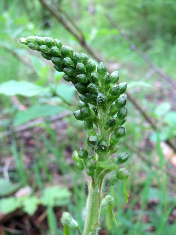 Großes Zweiblatt (Neottia ovata) im Naturschutzgebiet "St. Arnualer Wiesen"