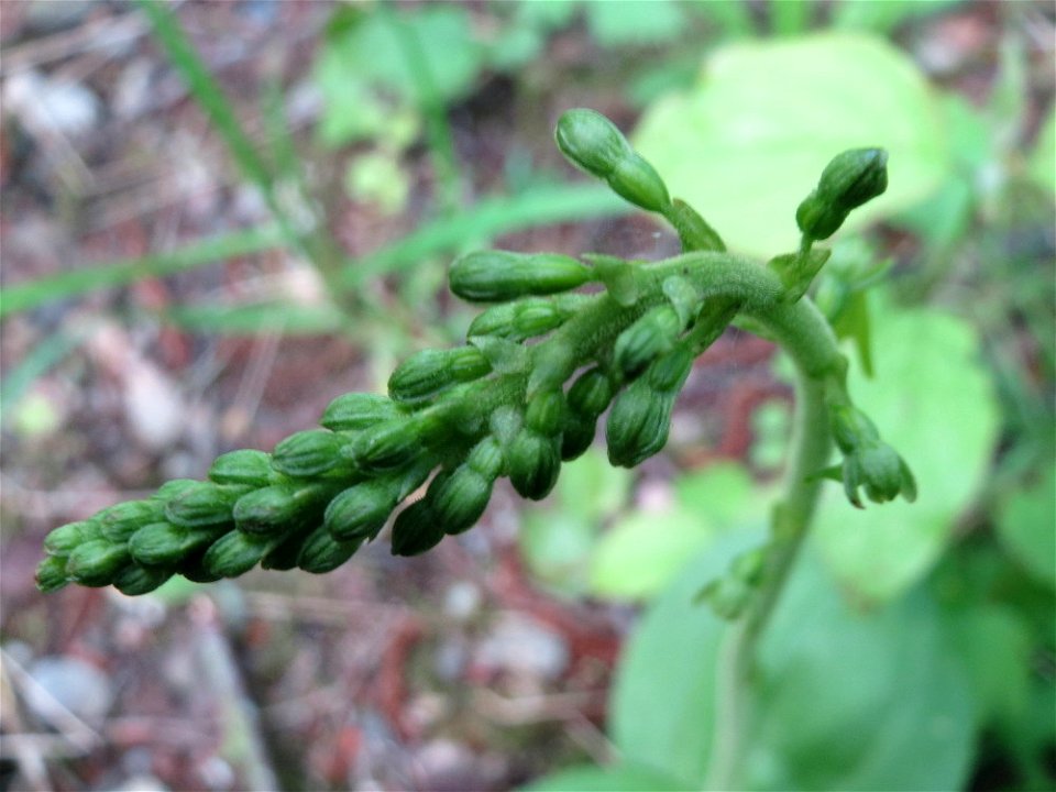 Großes Zweiblatt (Neottia ovata) im Naturschutzgebiet „St. Arnualer Wiesen“
