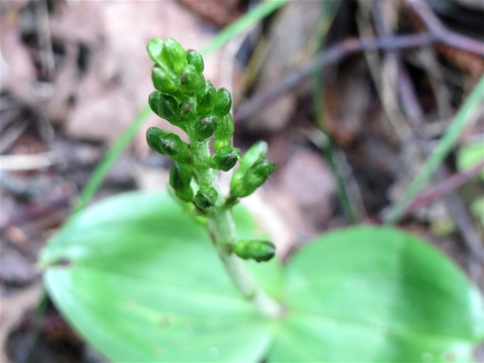 Großes Zweiblatt (Neottia ovata) im Naturschutzgebiet „St. Arnualer Wiesen“
