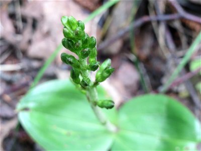 Großes Zweiblatt (Neottia ovata) im Naturschutzgebiet „St. Arnualer Wiesen“