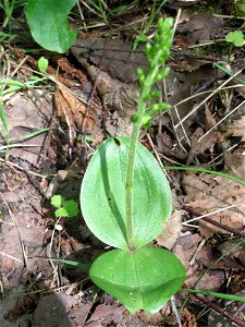 Großes Zweiblatt (Neottia ovata) im Naturschutzgebiet „St. Arnualer Wiesen“